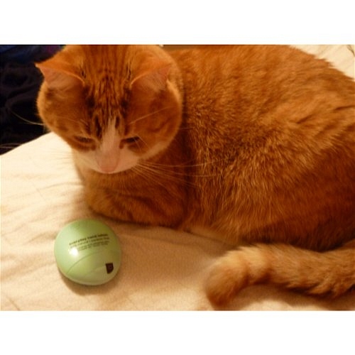 eos lotion with my cat