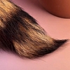 Foxy View #2