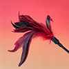 Feather crop View #5