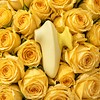 Sunrose View #4